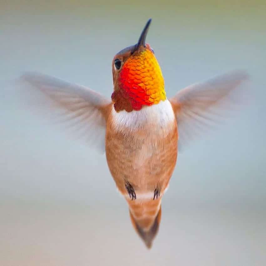 hummingbird-photography-tracy-johnson-california-9-850x850