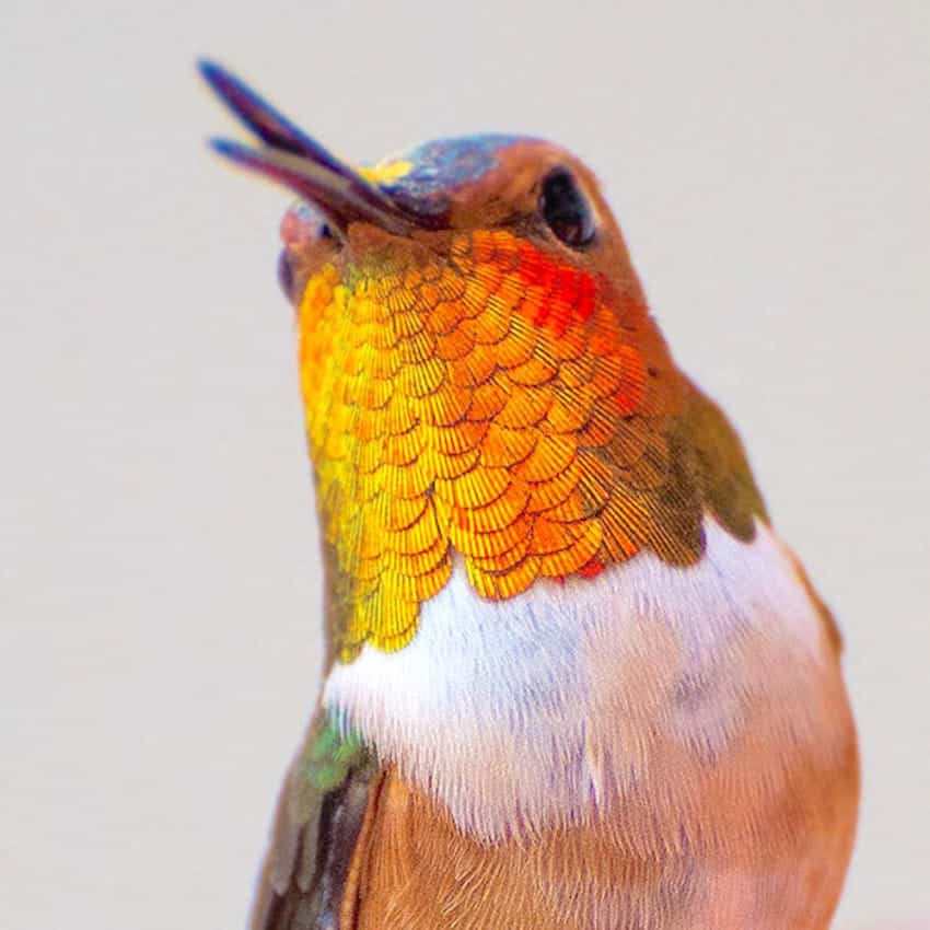 hummingbird-photography-tracy-johnson-california-15-850x850
