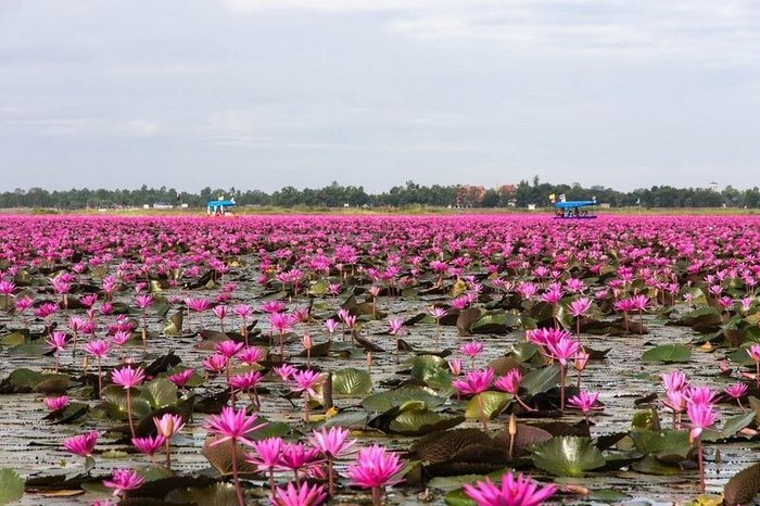 Μια λίμνη γεμάτη με ροζ λωτούς! Ένα υπερθέαμα της φύσης στην Ταϊλάνδη