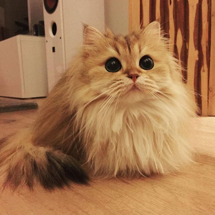 beautiful-fluffy-cat-british-longhair-2