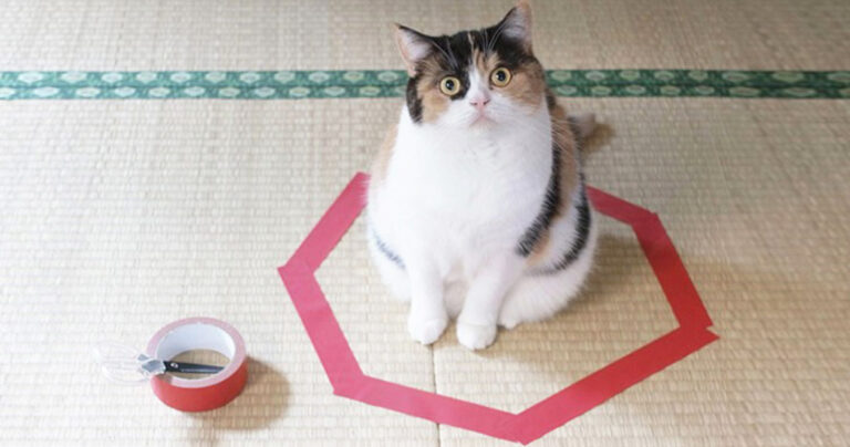 Πώς να παγιδέψετε μια γάτα με μόλις 3 απλές κινήσεις