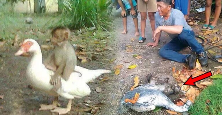 Αυτή η πάπια πέθανε, προσπαθώντας να σώσει τον καλύτερό της φίλο.