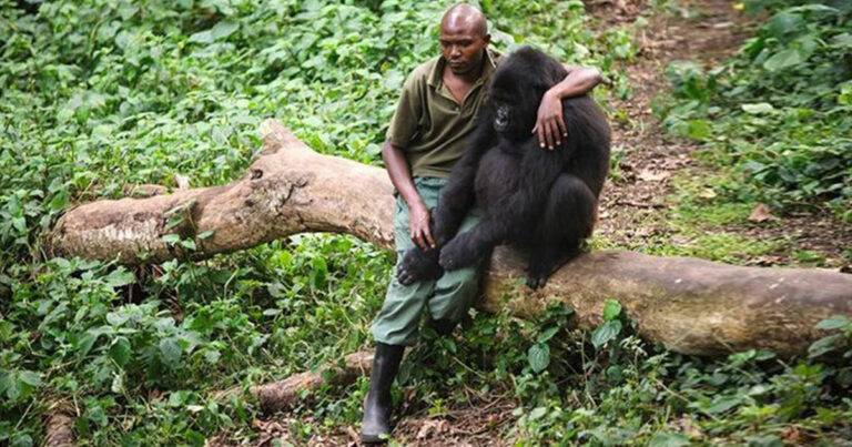 Ο δασοφύλακας ενός πάρκου παρηγορεί έναν θλιμμένο γορίλα που μόλις έχασε τη μητέρα του
