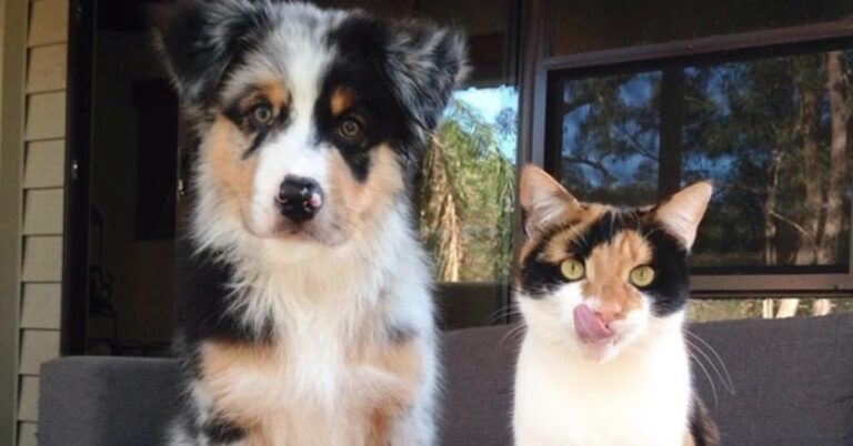 32 χαριτωμένα ζωάκια που θα μπορούσαν να είναι δίδυμα.