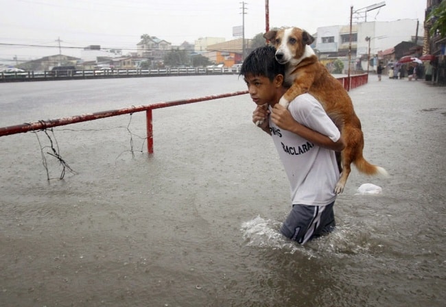 1551255-650-1461666085-2013-08-Philippines-boy-rescues-dog