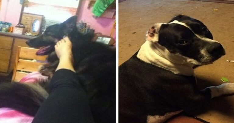 14 αλλόκοτα πράγματα που όλοι οι ιδιοκτήτες σκύλων έχουν κάνει.