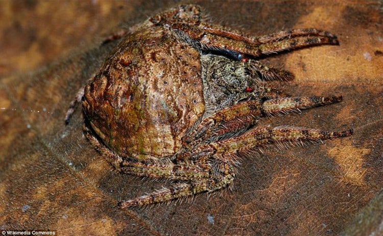 wrap-around-spider-6