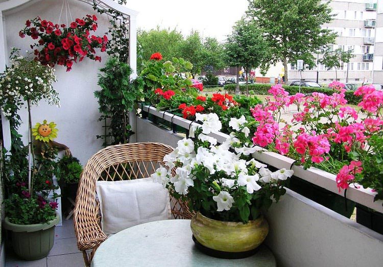 best-balcony-flowers.jpeg_mini