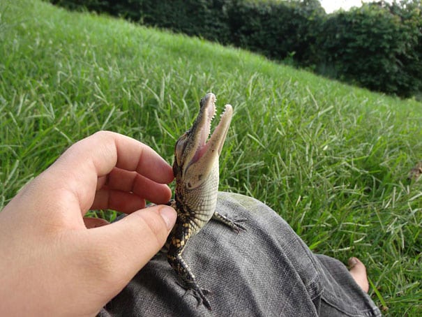 smiling-animals-15-570e0c2c10ba1__605