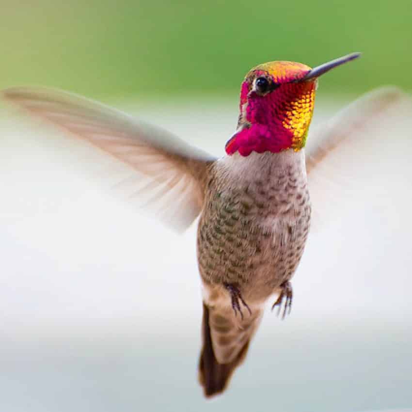hummingbird-photography-tracy-johnson-california-35-850x850