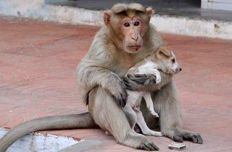 Μια μαϊμού υιοθέτησε ένα αδέσποτο κουτάβι, το προστατεύει από τα σκυλιά και το αφήνει να τρώει πρώτο