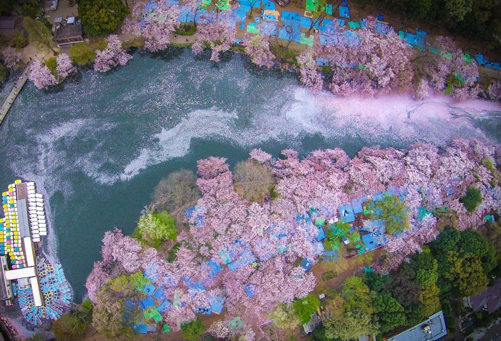 cherry-blossom-japan.jpg.990x0_q80_crop-smart