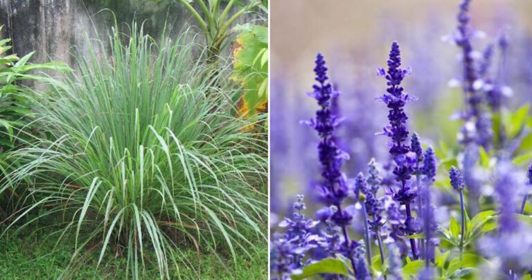 Αυτά είναι τα 4 φυτά που κρατούν τα κουνούπια μακριά