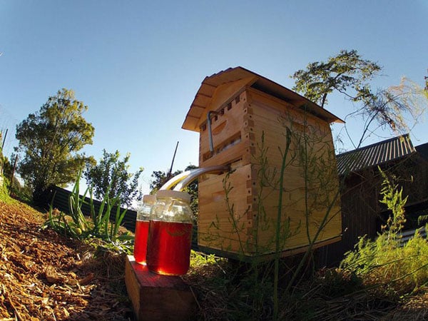tilestwra.gr - Αυτόματη κυψέλη συλλέγει το μέλι χωρίς ενόχληση!