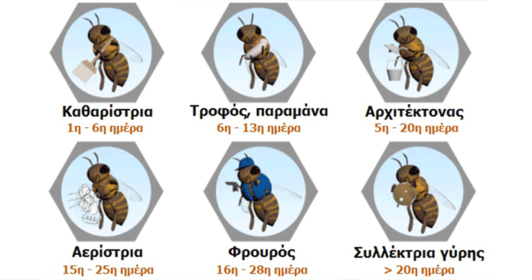 Η εντυπωσιακή κατανομή εργασίας των μελισσών