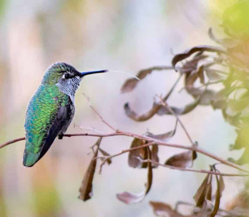 hummingbird-photography-tracy-johnson-california-13-850x742
