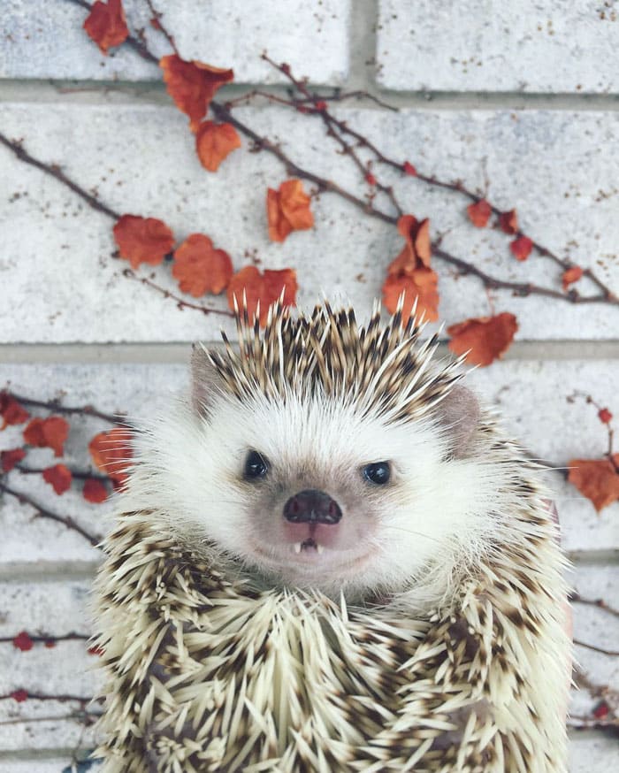 vampire-hedgehog-fangs-hodge-huffington-41