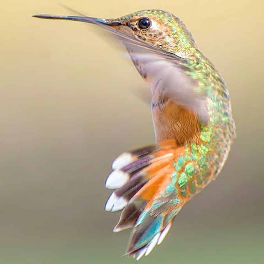 hummingbird-photography-tracy-johnson-california-5-850x850