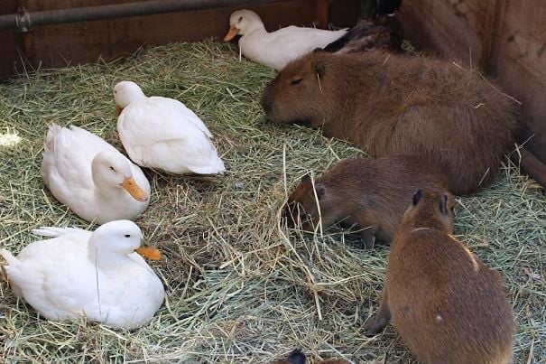 capybara-unusual-animal-friendship-37-5703aaebe4188__605