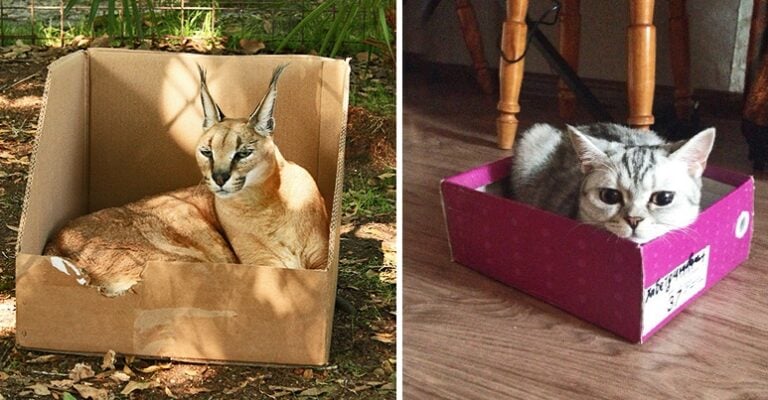Γιατί οι γάτες λατρεύουν τόσο πολύ τα κουτιά;