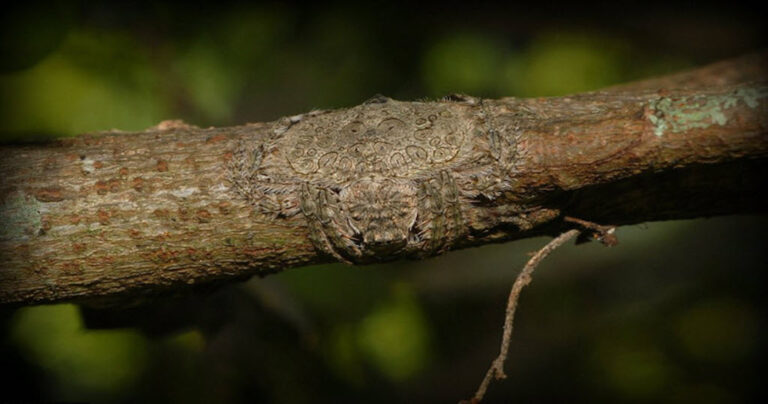 Αυτό θα σας κάνει να το ξανασκεφτείτε πριν αρπάξετε ένα κλαδί ποτέ ξανά