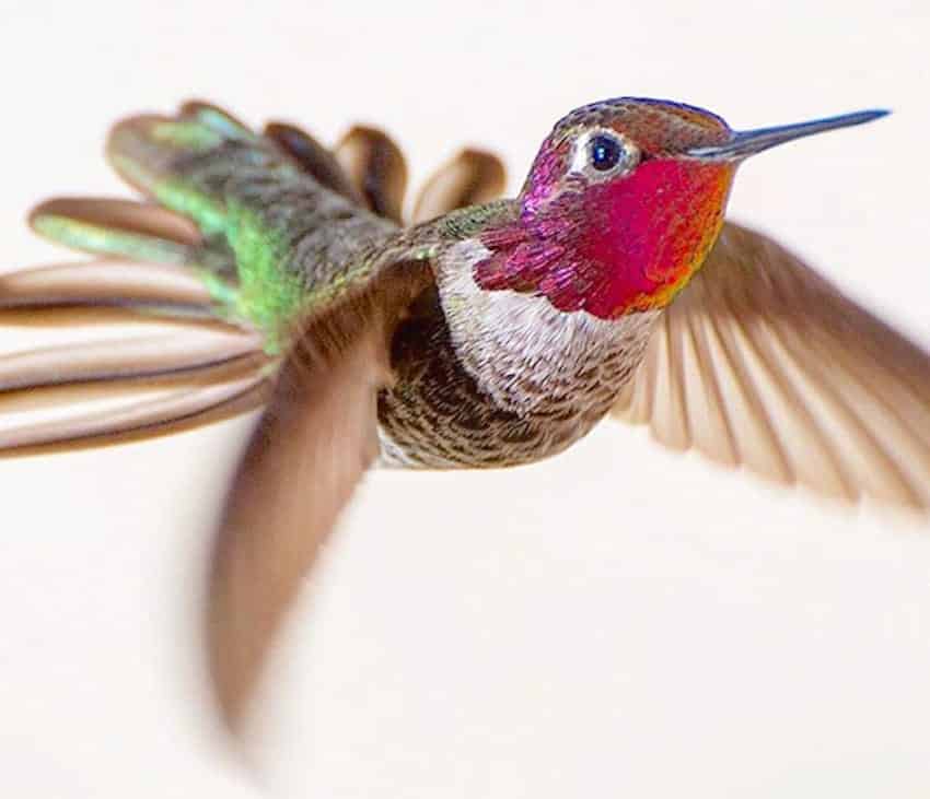 hummingbird-photography-tracy-johnson-california-36-850x731