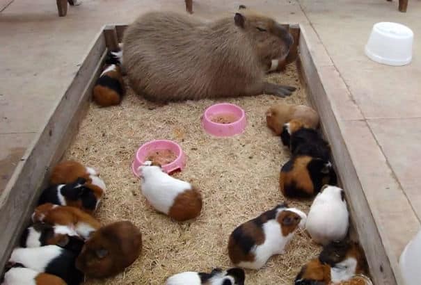 capybara-unusual-animal-friendship-36-5703aa79930a8__605