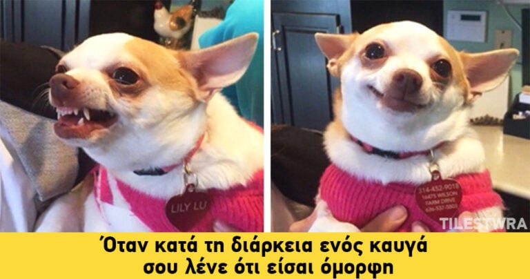 15 αστείες φωτογραφίες με σκυλιά που θα σας φτιάξουν την διάθεση