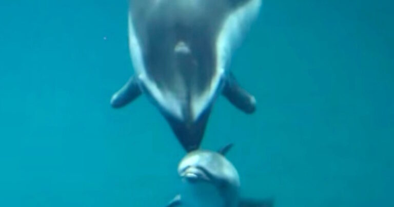 Δελφίνι φέρνει στο κόσμο το μικρό του, μέσα σε ένα ενυδρείο του Σικάγου.