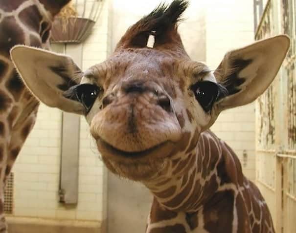 smiling-animals-28-570e0c4b0b4c1__605