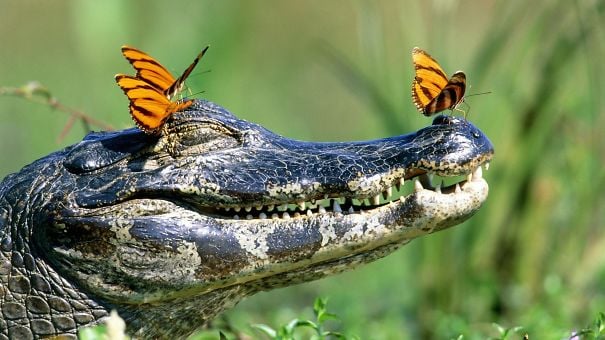 Three-Butterflies-Crocodile-570fe917b16fe__605