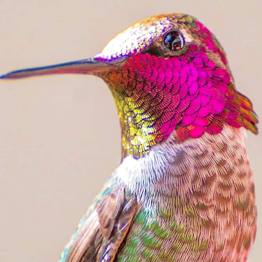 hummingbird-photography-tracy-johnson-california-22-850x850