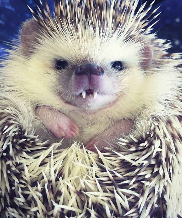 vampire-hedgehog-fangs-hodge-huffington-10