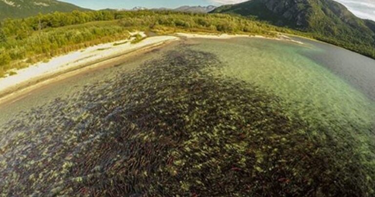 Η μετανάστευση των σολομών σε ένα εντυπωσιακό εναέριο βίντεο!