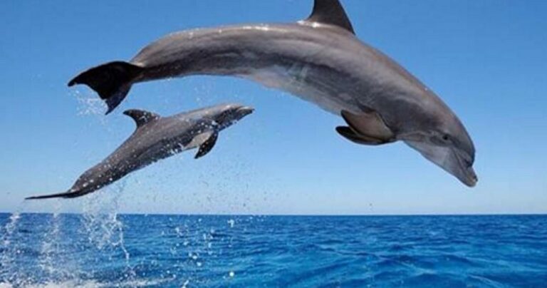 Ζώα που σκοτώνουν τα παιδιά τους