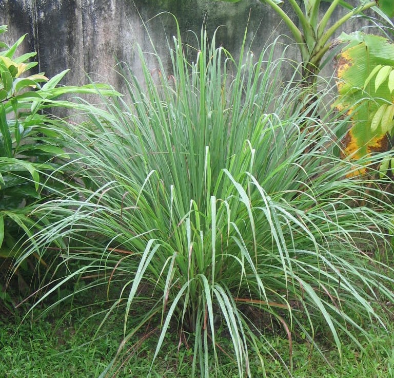 Citronella-winterianus