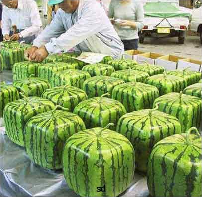 crazy-japanese-inventions-23-risegr