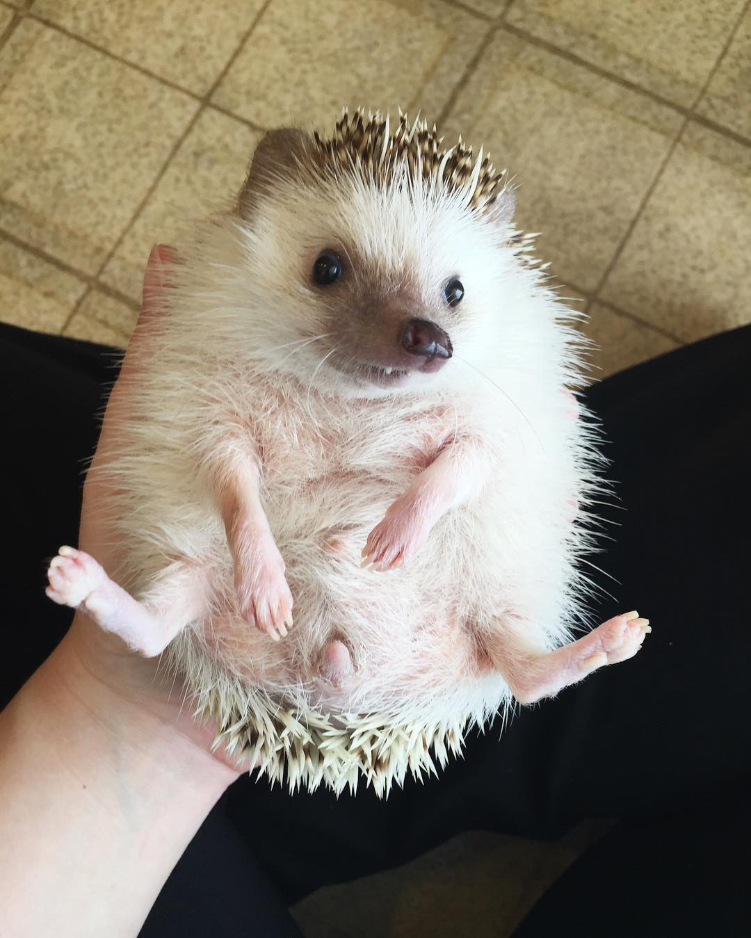 vampire-hedgehog-fangs-hodge-huffington-2