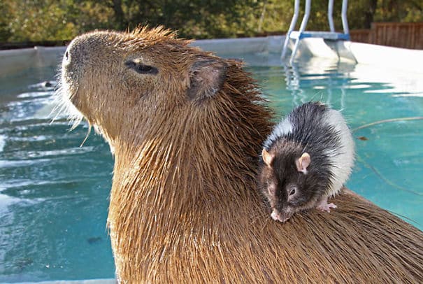 capybara-unusual-animal-friendship-31-5703a26bd6ea4__605