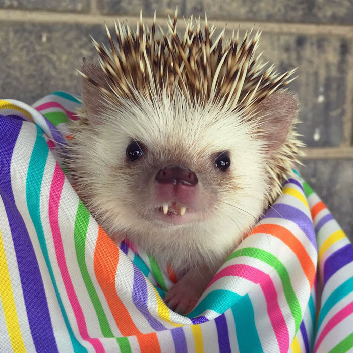 vampire-hedgehog-fangs-hodge-huffington-25