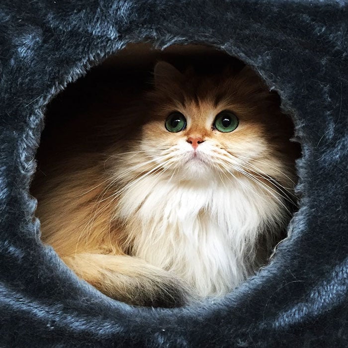 beautiful-fluffy-cat-british-longhair-11