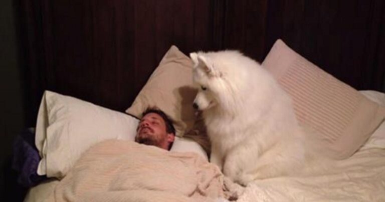 Αυτός ο σκύλος ξύπνησε το αφεντικό του με τον πιο χαριτωμένο τρόπο!