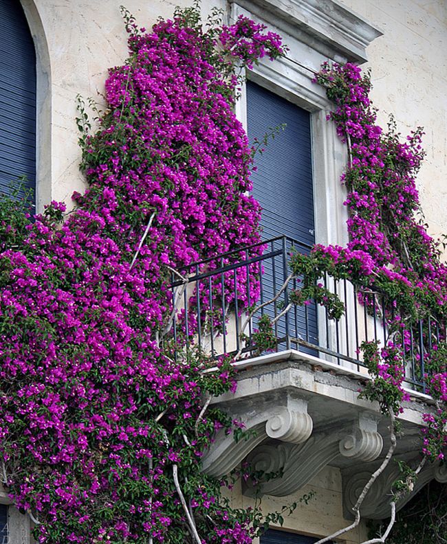 lovely-purple-floral-balcony-in-cinque-terre-italy