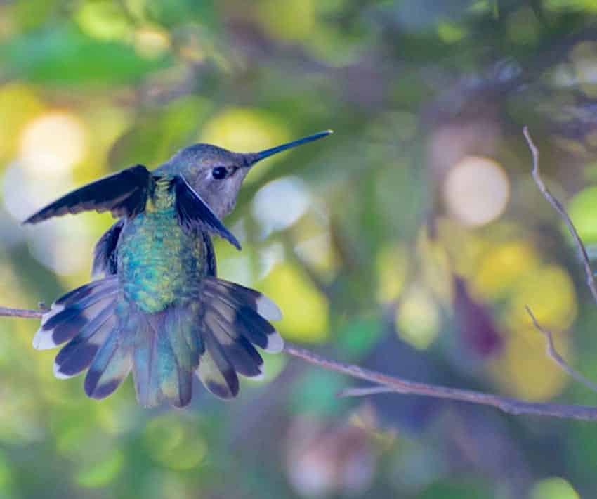 hummingbird-photography-tracy-johnson-california-32-850x710