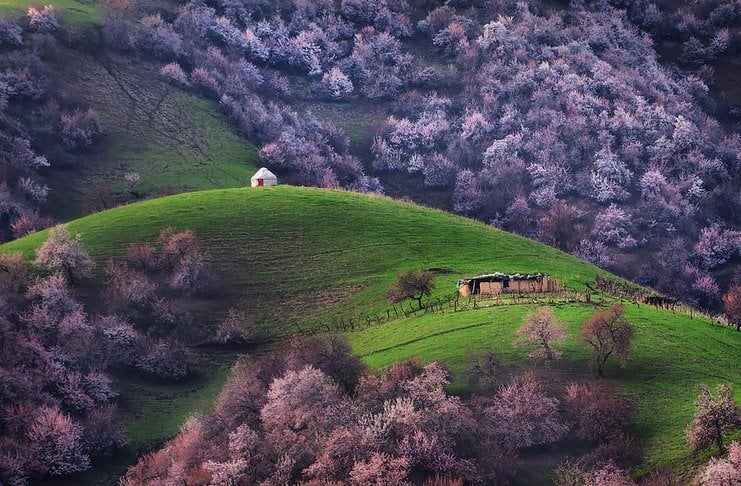 Μια κοιλάδα γεμάτη ανθισμένες βερικοκιές. Ένα θέαμα που κόβει την ανάσα! 