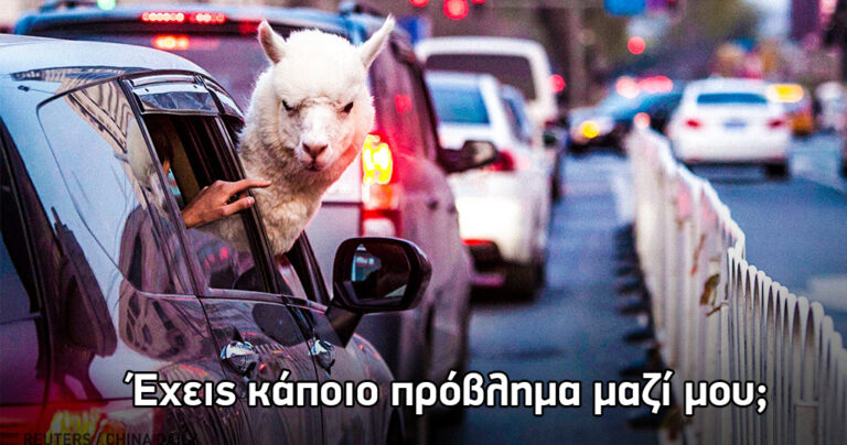 18 ξεκαρδιστικές φωτογραφίες με ζώα που το παίζουν “άνετοι”