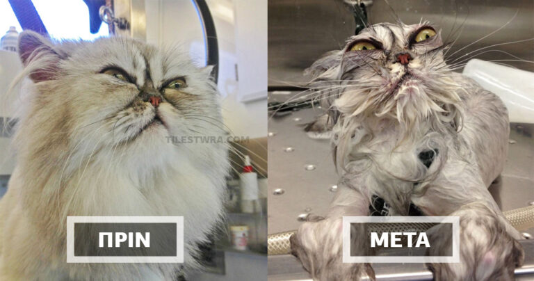 15 ξεκαρδιστικές φωτογραφίες ζώων πριν και μετά το μπάνιο.