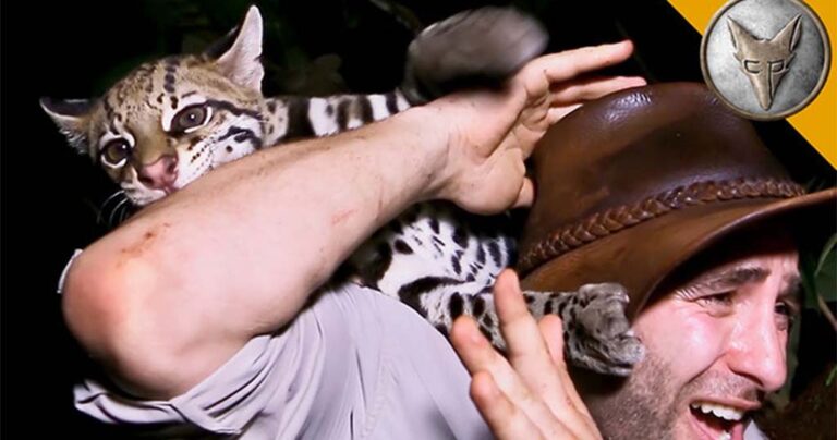 Παρουσιαστής εκπομπής είχε μια συνάντηση με άγριο Οσελότο που θα του μείνει αξέχαστη!