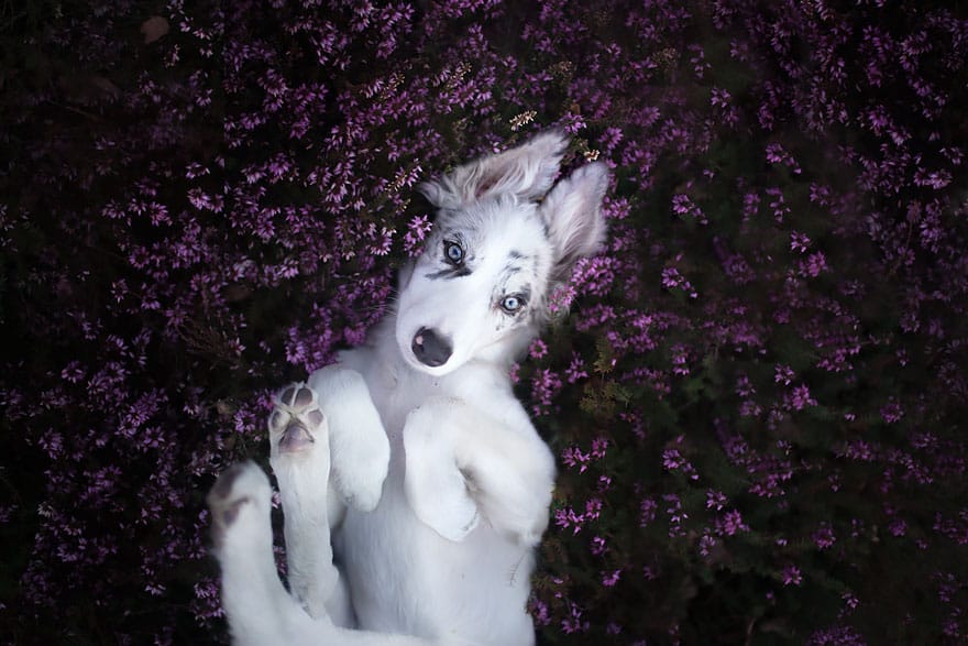 dog-photography-alicja-zmyslowska-2-6-574036d7d133b__880