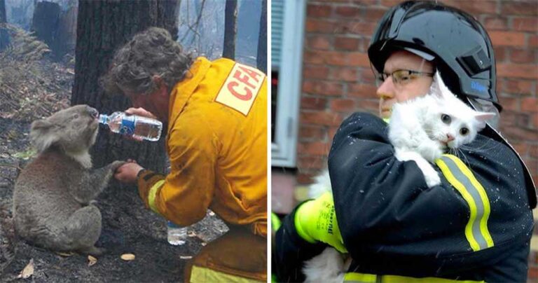 15 φωτογραφίες γενναίων πυροσβεστών που ρίσκαραν την ζωή τους για να σώσουν ζώα.
